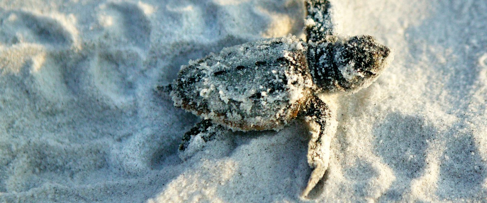 Turtle hatchling on the beach